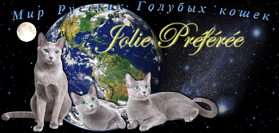 Питоник русских голубых кошек Jolie Preferee Жоли Префере